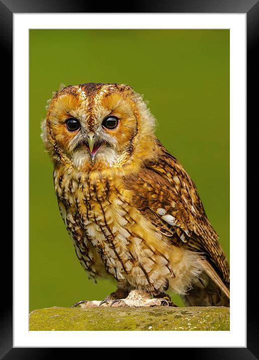 Baby Tawny Owl Framed Mounted Print by David Knowles