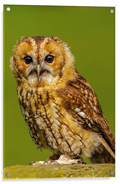 Baby Tawny Owl Acrylic by David Knowles