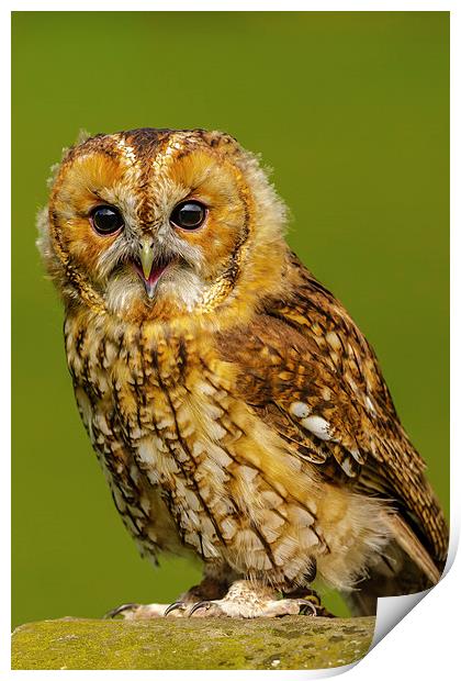 Baby Tawny Owl Print by David Knowles