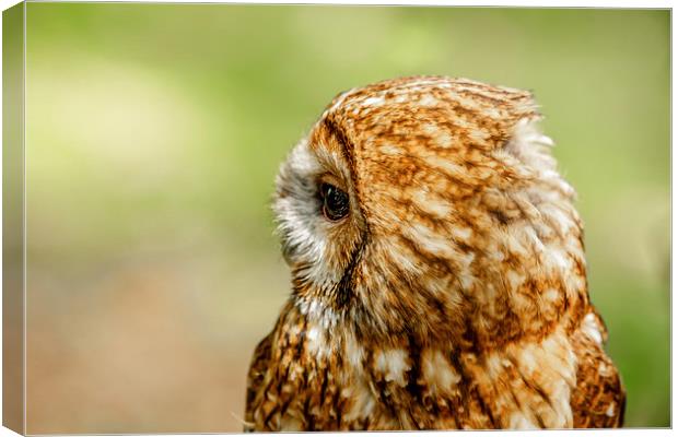 Tawny Owl looking right Canvas Print by David Knowles