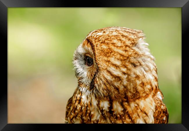 Tawny Owl looking right Framed Print by David Knowles