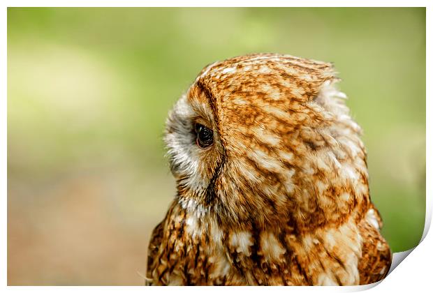 Tawny Owl looking right Print by David Knowles