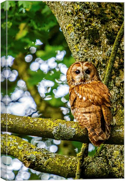 Adult Tawny Owl Canvas Print by David Knowles