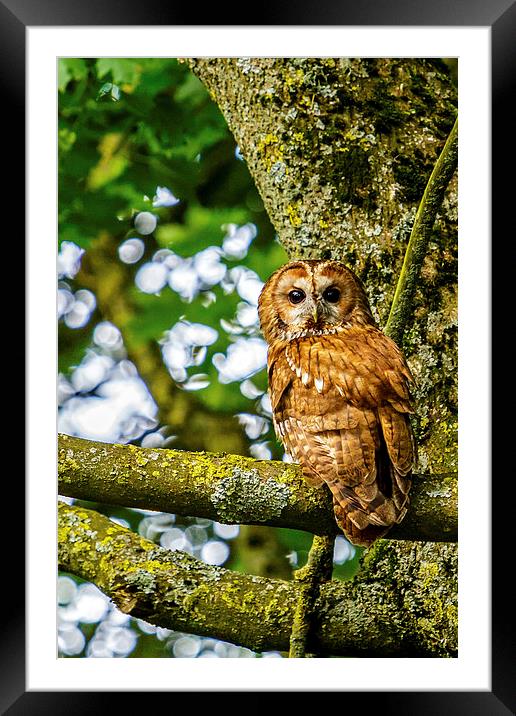 Adult Tawny Owl Framed Mounted Print by David Knowles