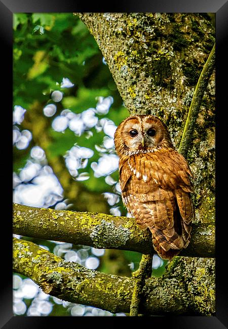 Adult Tawny Owl Framed Print by David Knowles