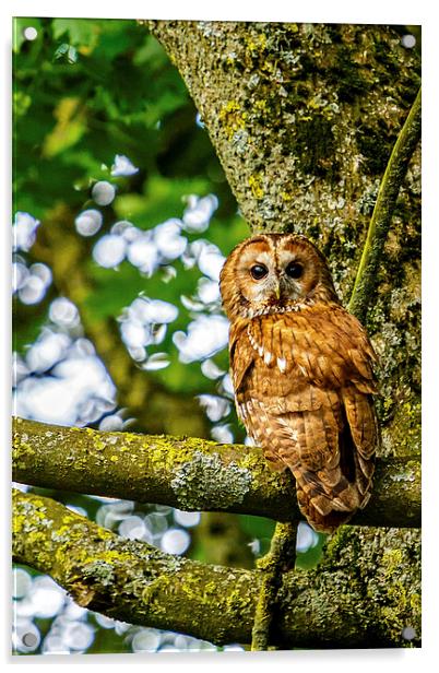 Adult Tawny Owl Acrylic by David Knowles