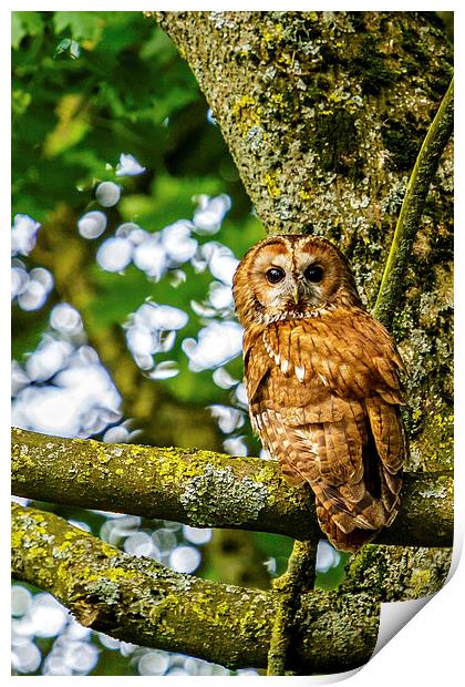 Adult Tawny Owl Print by David Knowles