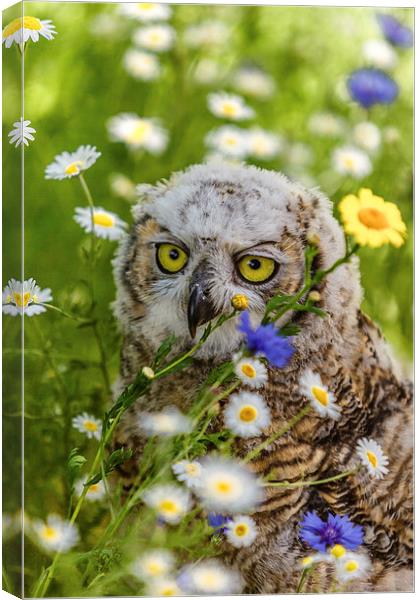 Great Horned Owl chick Canvas Print by David Knowles