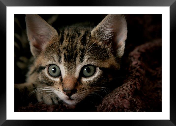 green eyed kitten Framed Mounted Print by Tara Martin