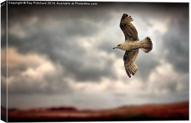 Seagull Canvas Print by Ray Pritchard