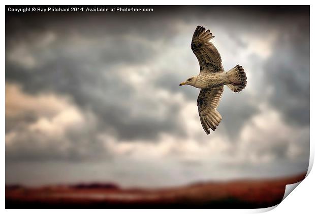 Seagull Print by Ray Pritchard
