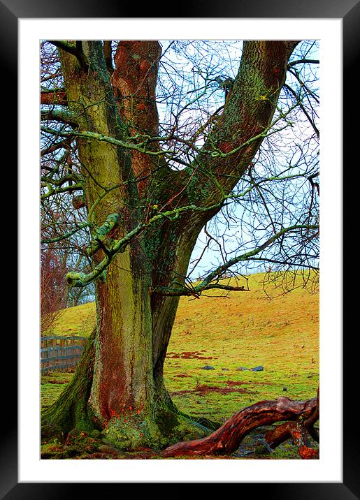 a bright tree Framed Mounted Print by elisa reece
