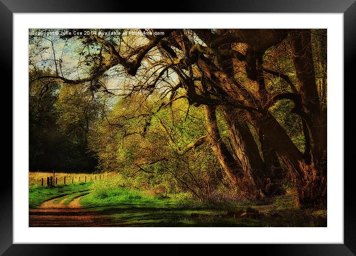 Blickling Woods 9 Framed Mounted Print by Julie Coe