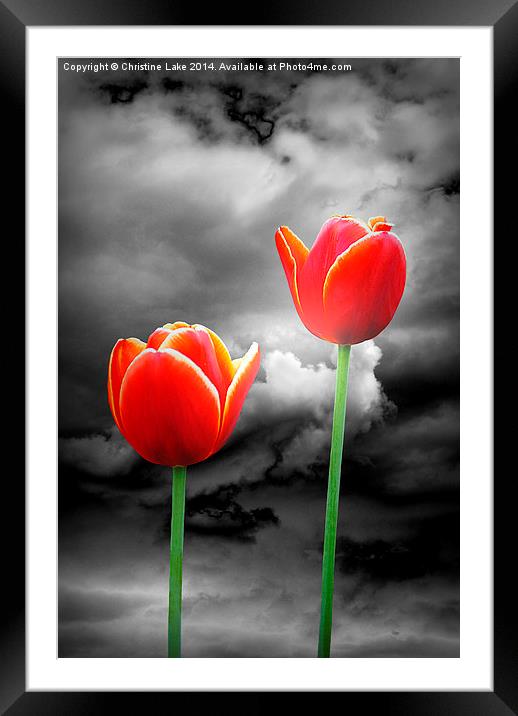 Night Tulips Framed Mounted Print by Christine Lake