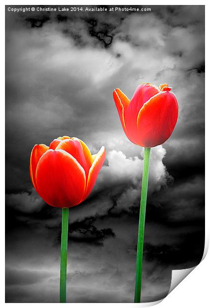 Night Tulips Print by Christine Lake