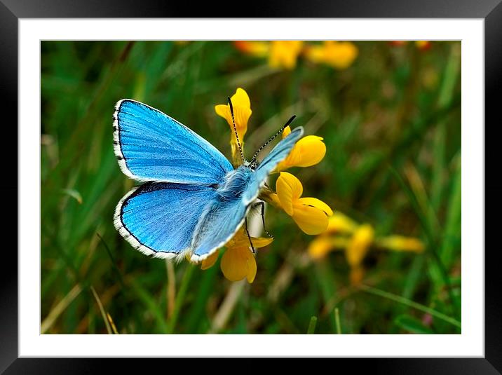 Adonis Blue by JCstudios Framed Mounted Print by JC studios LRPS ARPS
