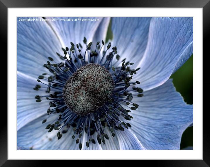 poppy anemone Framed Mounted Print by Jo Beerens