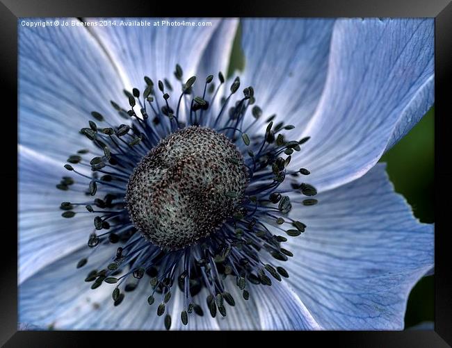 poppy anemone Framed Print by Jo Beerens