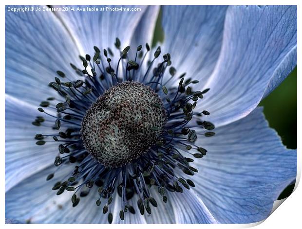 poppy anemone Print by Jo Beerens