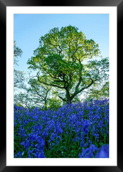 Bluebell Woods Framed Mounted Print by Fraser Hetherington