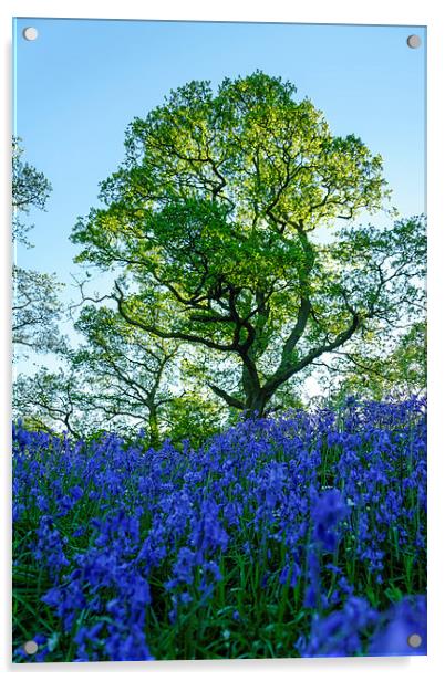 Bluebell Woods Acrylic by Fraser Hetherington