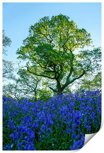Bluebell Woods Print by Fraser Hetherington