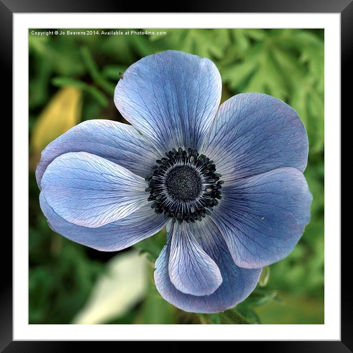 blue poppy anemone Framed Mounted Print by Jo Beerens