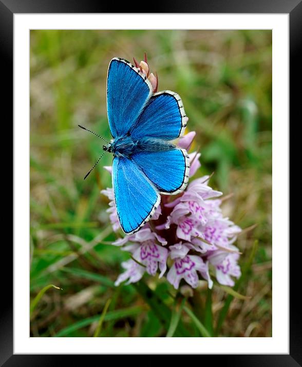 Adonis Blue on Orchid by JCstudios Framed Mounted Print by JC studios LRPS ARPS