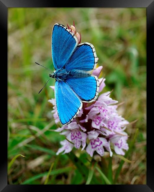 Adonis Blue on Orchid by JCstudios Framed Print by JC studios LRPS ARPS