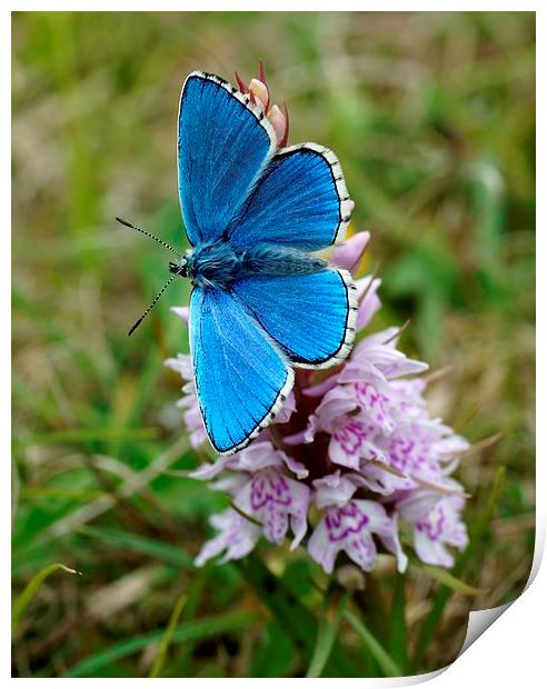 Adonis Blue on Orchid by JCstudios Print by JC studios LRPS ARPS