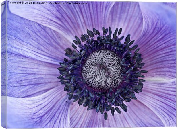 blue anemone Canvas Print by Jo Beerens