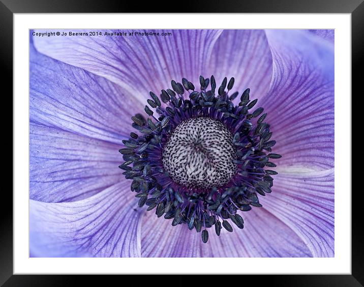 blue anemone Framed Mounted Print by Jo Beerens
