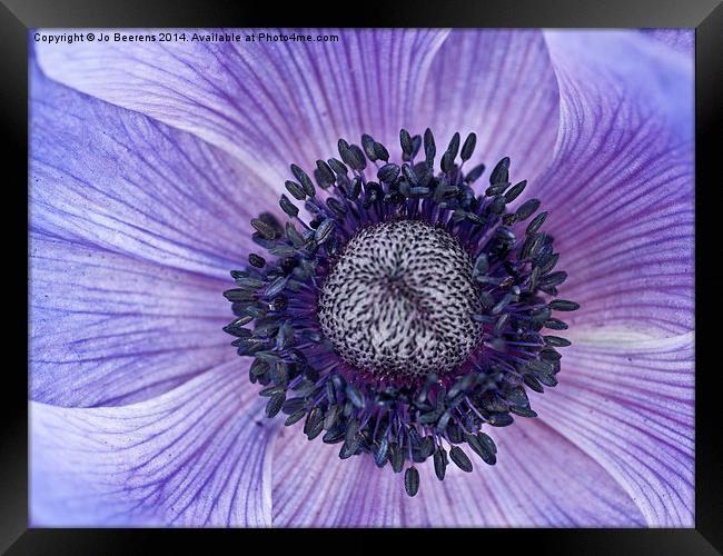 blue anemone Framed Print by Jo Beerens