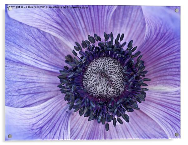 blue anemone Acrylic by Jo Beerens