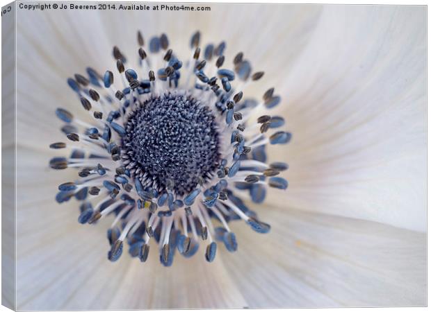 anemone Canvas Print by Jo Beerens