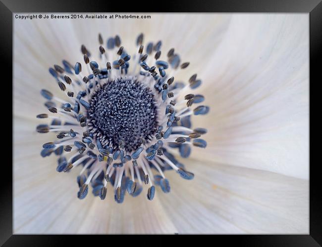 anemone Framed Print by Jo Beerens
