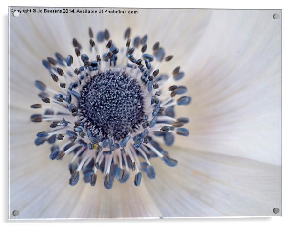 anemone Acrylic by Jo Beerens