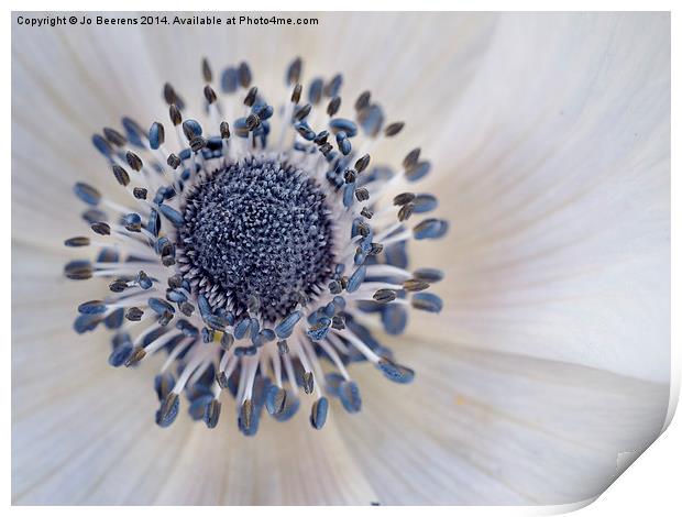 anemone Print by Jo Beerens