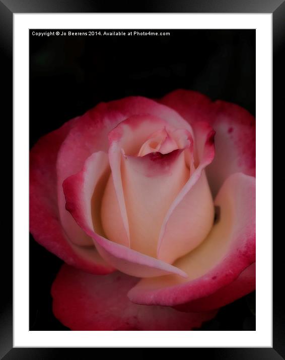 pink white rose Framed Mounted Print by Jo Beerens