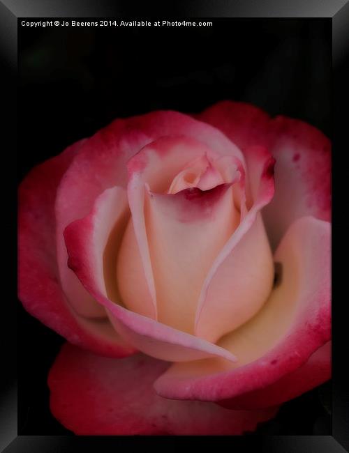 pink white rose Framed Print by Jo Beerens