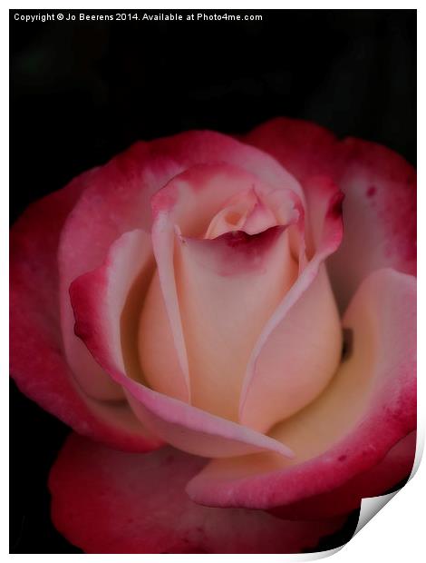 pink white rose Print by Jo Beerens