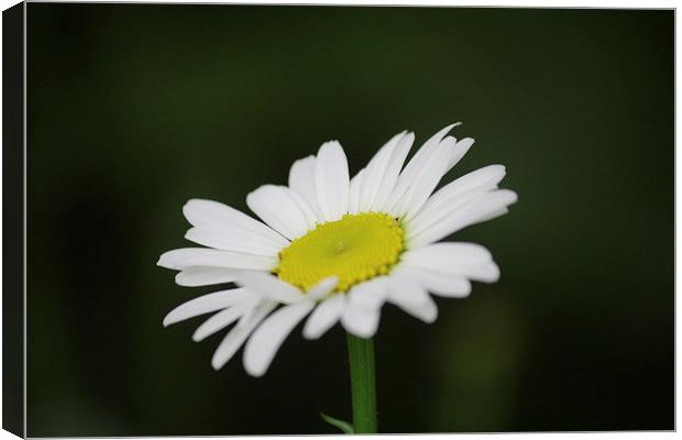 Large Daisy Canvas Print by Rob Seales
