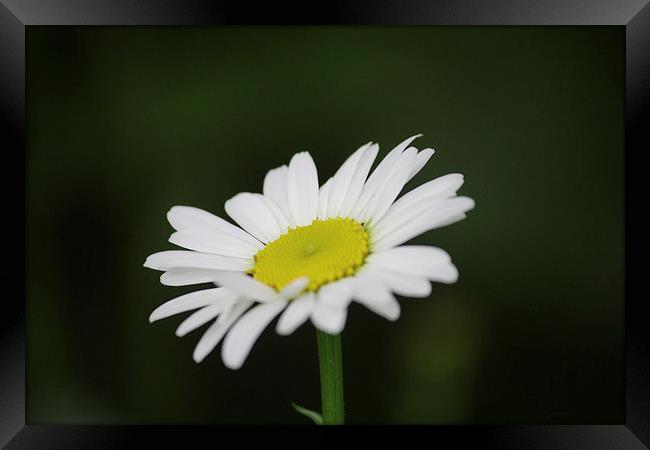 Large Daisy Framed Print by Rob Seales
