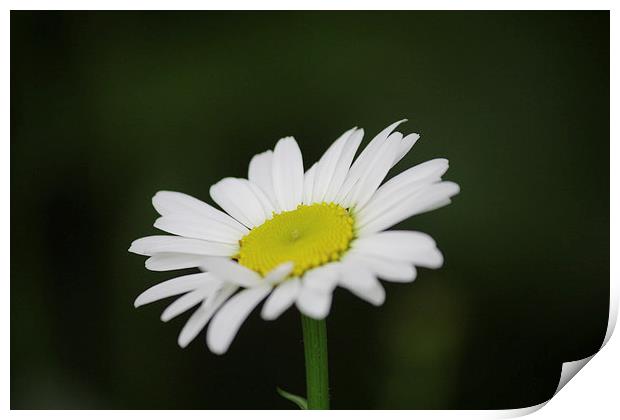 Large Daisy Print by Rob Seales