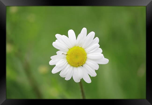 Giant Daisy Framed Print by Rob Seales