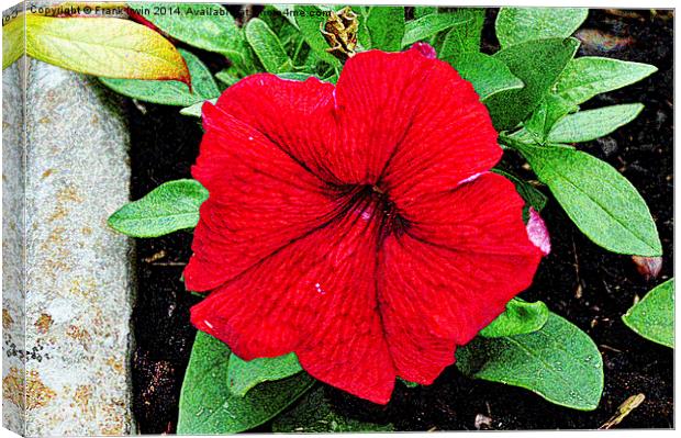 Beautiful Red Petunia shown artistically Canvas Print by Frank Irwin