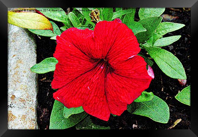 Beautiful Red Petunia shown artistically Framed Print by Frank Irwin