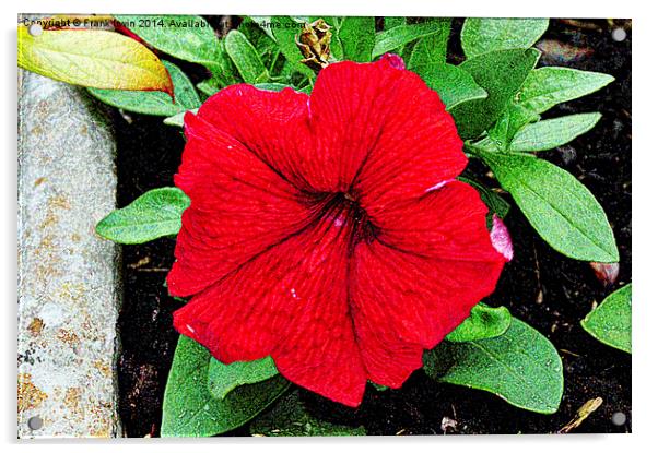Beautiful Red Petunia shown artistically Acrylic by Frank Irwin