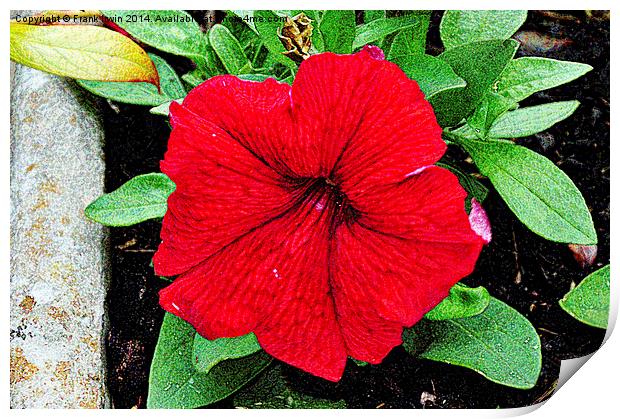 Beautiful Red Petunia shown artistically Print by Frank Irwin