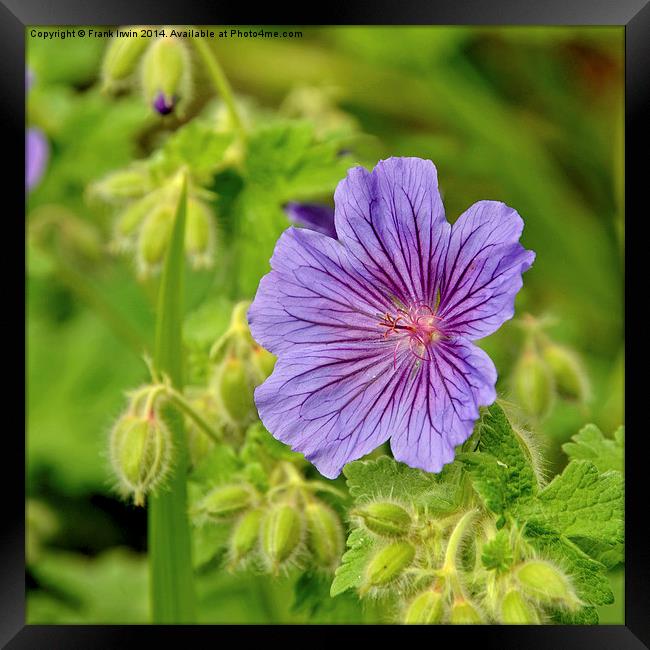 Johnson’s Blue in full bloom Framed Print by Frank Irwin